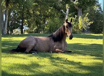 Tennessee konia, Wałach, 2 lat, 152 cm, Jelenia