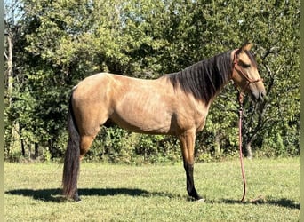 Tennessee konia, Wałach, 2 lat, 152 cm, Jelenia