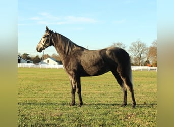 Tennessee konia, Wałach, 3 lat, 142 cm, Siwa