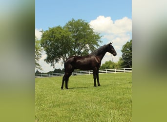 Tennessee konia, Wałach, 3 lat, 152 cm, Kara