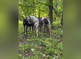 Tennessee konia, Wałach, 3 lat, 152 cm, Siwa