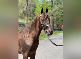 Tennessee konia, Wałach, 4 lat, 142 cm, Ciemnokasztanowata