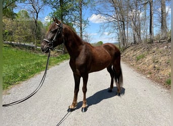 Tennessee konia, Wałach, 4 lat, 142 cm, Ciemnokasztanowata