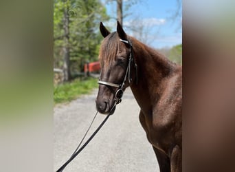 Tennessee konia, Wałach, 4 lat, 142 cm, Ciemnokasztanowata