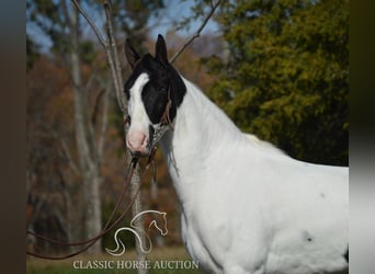 Tennessee konia, Wałach, 4 lat, 142 cm, Tobiano wszelkich maści