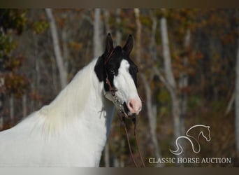 Tennessee konia, Wałach, 4 lat, 142 cm, Tobiano wszelkich maści