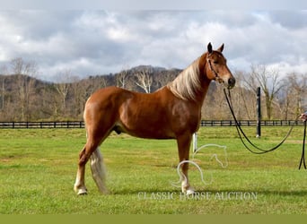 Tennessee konia, Wałach, 4 lat, 152 cm, Ciemnokasztanowata