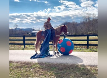 Tennessee konia, Wałach, 4 lat, 152 cm, Ciemnokasztanowata