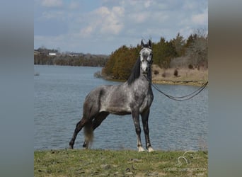 Tennessee konia, Wałach, 4 lat, 152 cm, Siwa