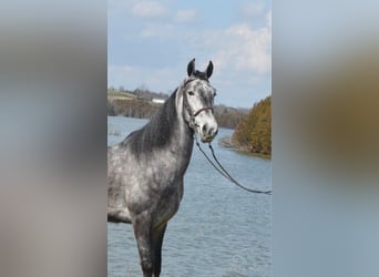 Tennessee konia, Wałach, 4 lat, 152 cm, Siwa