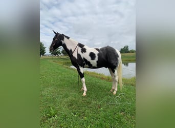 Tennessee konia, Wałach, 4 lat, 152 cm, Tobiano wszelkich maści