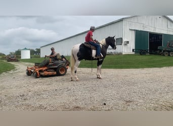 Tennessee konia, Wałach, 4 lat, 152 cm, Tobiano wszelkich maści