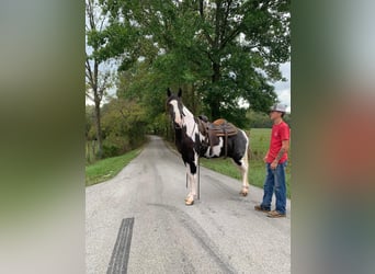 Tennessee konia, Wałach, 4 lat, 152 cm, Tobiano wszelkich maści