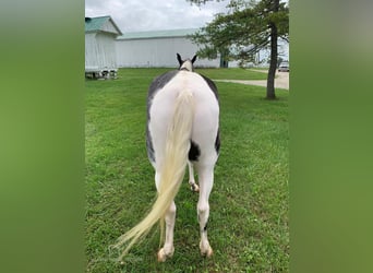 Tennessee konia, Wałach, 4 lat, 152 cm, Tobiano wszelkich maści