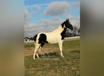 Tennessee konia, Wałach, 4 lat, 152 cm, Tobiano wszelkich maści