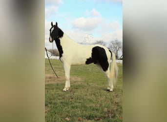 Tennessee konia, Wałach, 4 lat, 152 cm, Tobiano wszelkich maści