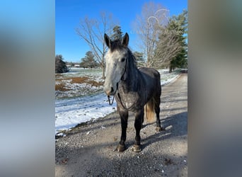 Tennessee konia, Wałach, 4 lat, 163 cm, Siwa