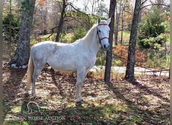 Tennessee konia, Wałach, 5 lat, 152 cm, Siwa