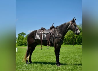 Tennessee konia, Wałach, 5 lat, 152 cm, Siwa