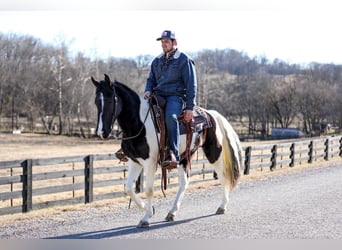 Tennessee konia, Wałach, 5 lat, Tobiano wszelkich maści