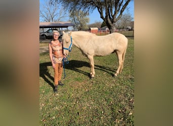 Tennessee konia, Wałach, 6 lat, 152 cm, Izabelowata