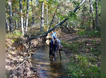 Tennessee konia, Wałach, 6 lat, 152 cm, Kara