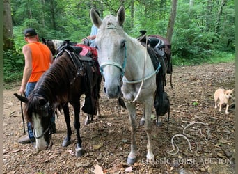 Tennessee konia, Wałach, 6 lat, 152 cm, Siwa