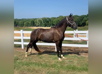 Tennessee konia, Wałach, 6 lat, 152 cm, Tobiano wszelkich maści