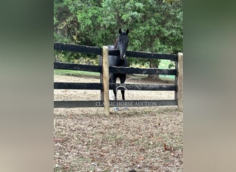 Tennessee konia, Wałach, 6 lat, 152 cm, Tobiano wszelkich maści