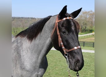 Tennessee konia, Wałach, 6 lat, 163 cm, Karodereszowata