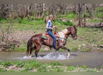 Tennessee konia, Wałach, 7 lat, 150 cm, Tobiano wszelkich maści