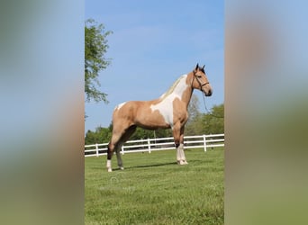 Tennessee konia, Wałach, 7 lat, 163 cm, Jelenia