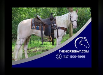 Tennessee konia, Wałach, 8 lat, 152 cm, Cremello