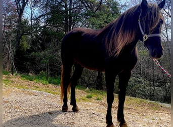 Tennessee konia, Wałach, 8 lat, 155 cm, Gniada