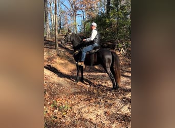 Tennessee walking horse, Caballo castrado, 10 años, 142 cm, Negro