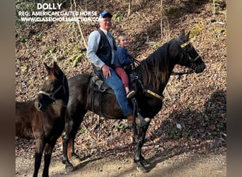 Tennessee walking horse, Caballo castrado, 10 años, 142 cm, Negro