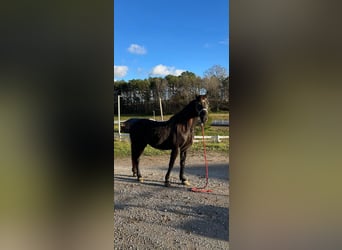 Tennessee walking horse, Caballo castrado, 10 años, 142 cm, Negro