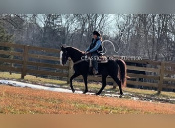 Tennessee walking horse, Caballo castrado, 10 años, 142 cm, Negro