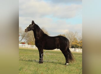 Tennessee walking horse, Caballo castrado, 10 años, 142 cm, Negro