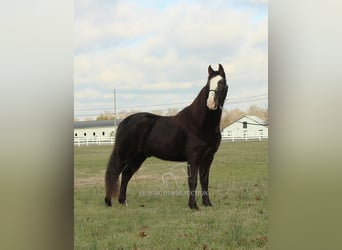 Tennessee walking horse, Caballo castrado, 10 años, 142 cm, Negro