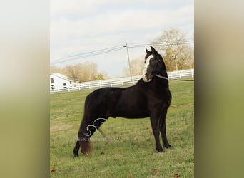 Tennessee walking horse, Caballo castrado, 10 años, 142 cm, Negro