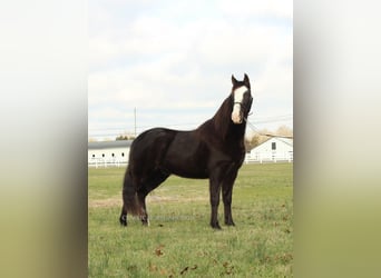 Tennessee walking horse, Caballo castrado, 10 años, 142 cm, Negro