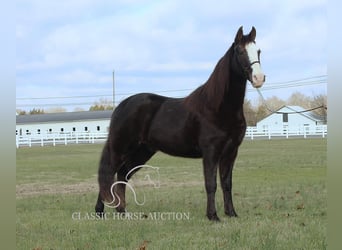 Tennessee walking horse, Caballo castrado, 10 años, 142 cm, Negro