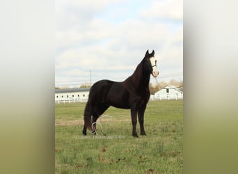 Tennessee walking horse, Caballo castrado, 10 años, 142 cm, Negro