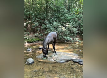 Tennessee walking horse, Caballo castrado, 10 años, 142 cm, Ruano azulado