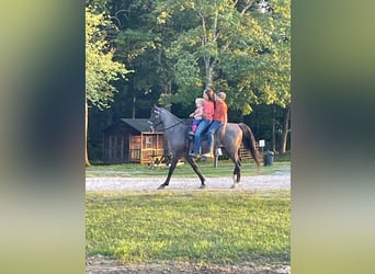 Tennessee walking horse, Caballo castrado, 10 años, 142 cm, Ruano azulado