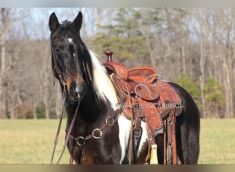 Tennessee walking horse, Caballo castrado, 10 años, 142 cm, Tobiano-todas las-capas