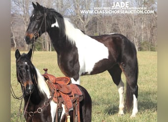 Tennessee walking horse, Caballo castrado, 10 años, 142 cm, Tobiano-todas las-capas