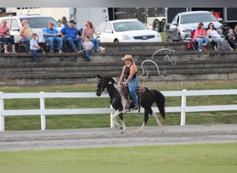 Tennessee walking horse, Caballo castrado, 10 años, 142 cm, Tobiano-todas las-capas