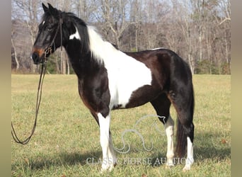 Tennessee walking horse, Caballo castrado, 10 años, 142 cm, Tobiano-todas las-capas